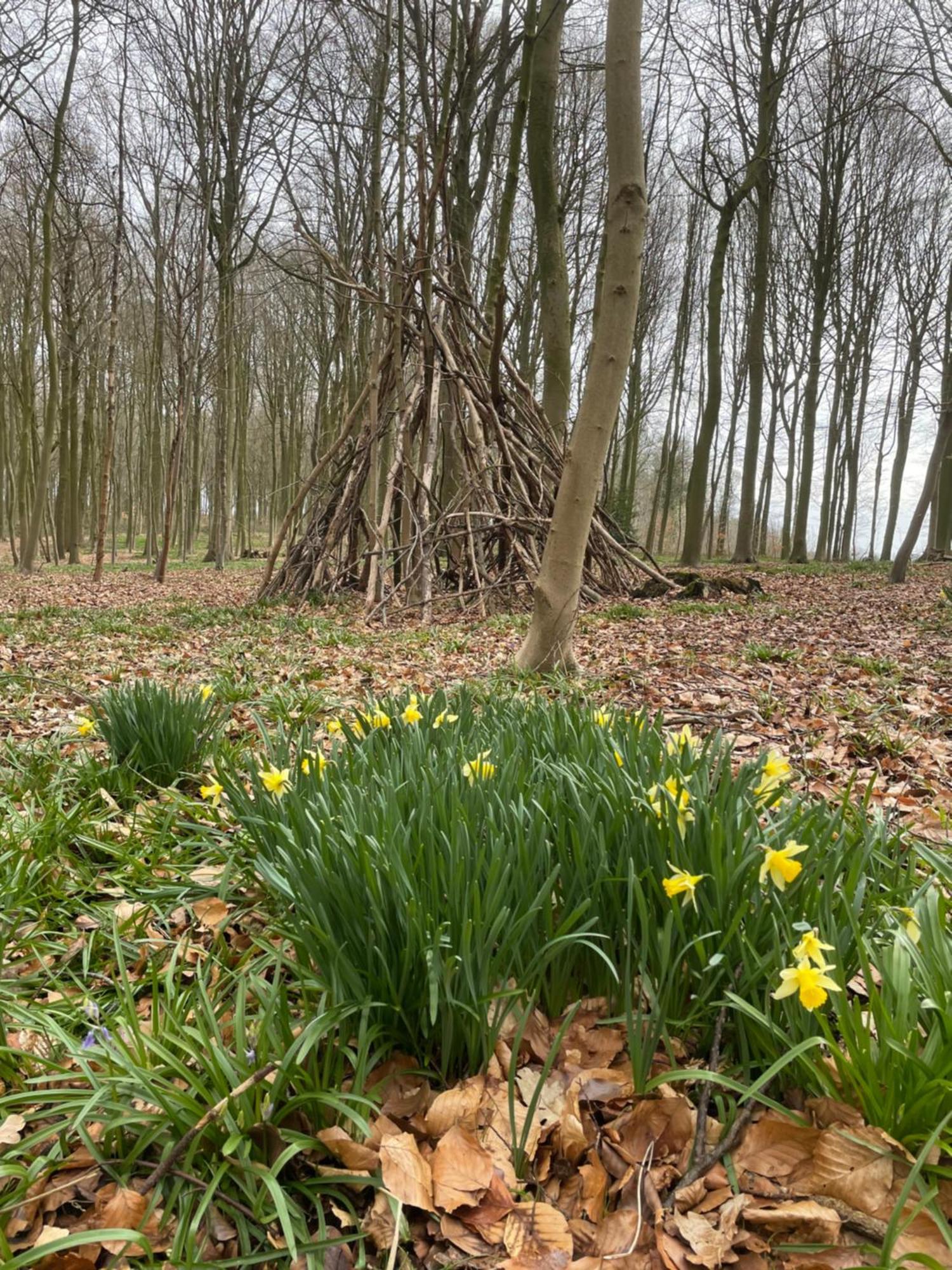 La Canopee Des Arbres, Anna Ellezelles Luaran gambar