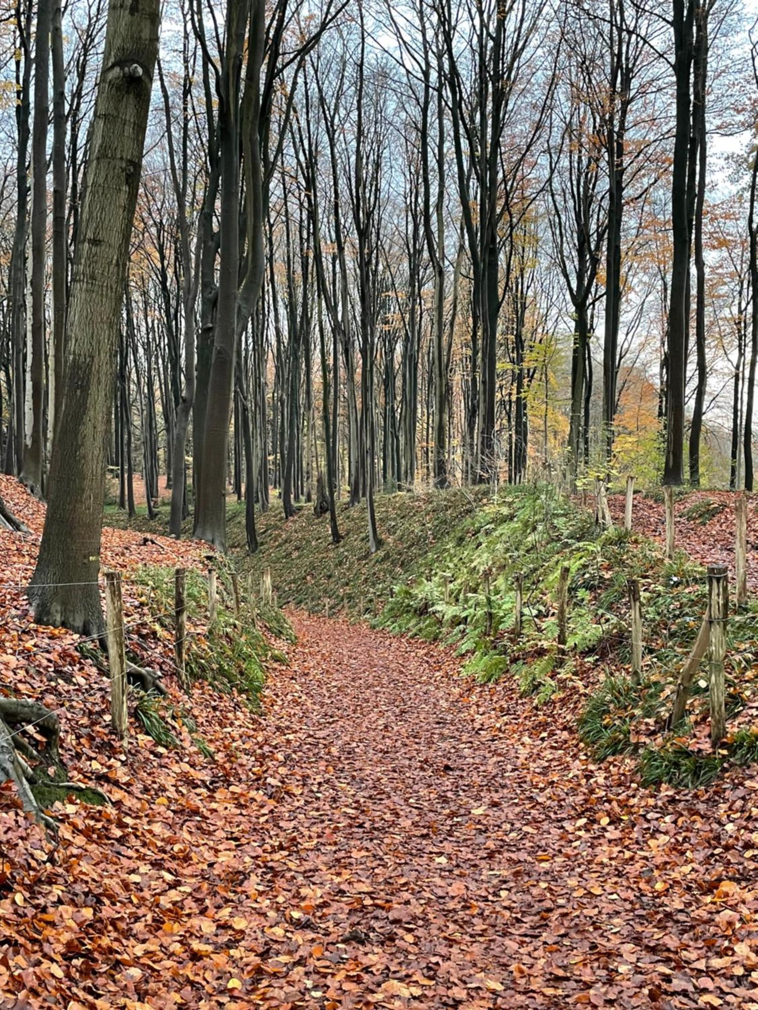 La Canopee Des Arbres, Anna Ellezelles Luaran gambar