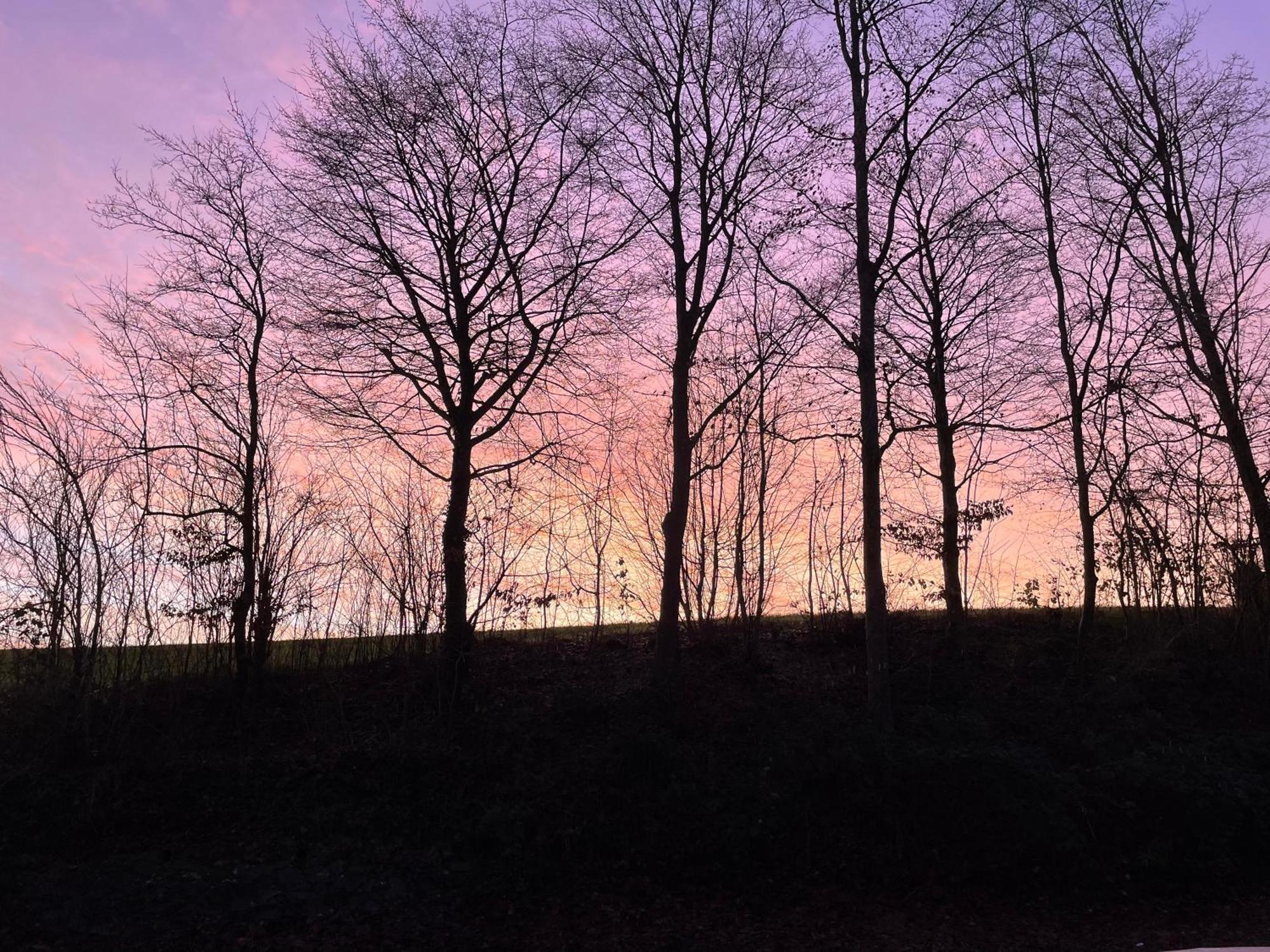 La Canopee Des Arbres, Anna Ellezelles Luaran gambar